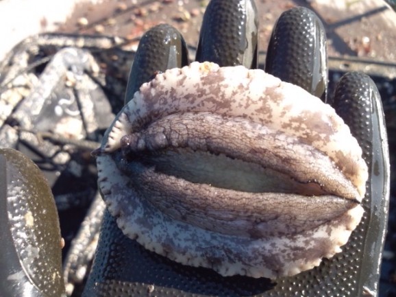 【愛媛県宇和島産】養殖活アワビ1個(殻長80ミリ/約70g) 画像 | 日本全国各地のお取り寄せモール風土jp
