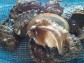 【愛媛県宇和島産】養殖活アワビ(殻長80ミリ/約70g)
