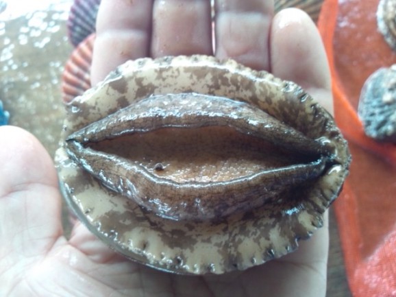 【愛媛県宇和島産】養殖活アワビ1個(殻長85ミリ/約80g) 画像 | 日本全国各地のお取り寄せモール風土jp