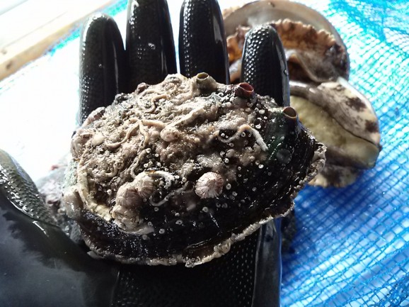 【愛媛県宇和島産】養殖活アワビ1個(殻長85ミリ/約80g) 画像 | 日本全国各地のお取り寄せモール風土jp