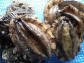 【愛媛県宇和島産】養殖活アワビ(殻長85ミリ/約80g)