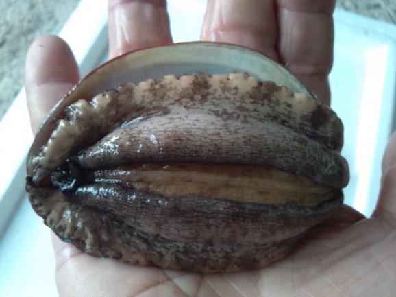 【愛媛県宇和島産】養殖活アワビ1個(殻長90ミリ/約90g) 画像 | 日本全国各地のお取り寄せモール風土jp