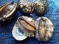 【愛媛県宇和島産】養殖活アワビ(殻長90ミリ/約90g)