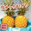 特価【送料無料】スナックパイン西表島産