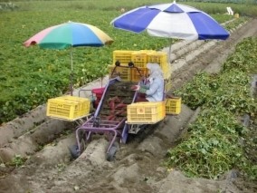 鳴門金時さつまいも【進物用】 5kg | 日本全国各地のお取り寄せモール風土jp