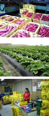 鳴門金時さつまいも【進物用】 5kg | 日本全国各地のお取り寄せモール風土jp