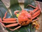 【福井県三国】セイコガニ(越前がにのメス)販売期間11/6〜年内まで