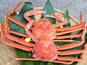 �櫓���ꥬ�ˡھ��� | ����������ϤΤ����󤻥⡼������jp