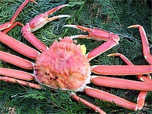 �櫓���ꥬ�ˡھ��� ���� | ����������ϤΤ����󤻥⡼������jp