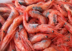 越前甘えび【大えび】 500g | 日本全国各地のお取り寄せモール風土jp