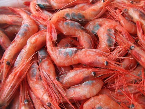 越前甘えび【大えび】 500g 画像 | 日本全国各地のお取り寄せモール風土jp