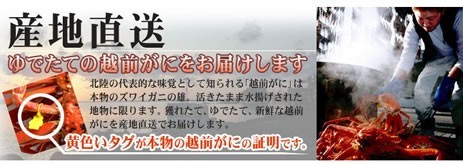 【福井県三国】越前がに