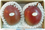 アップルマンゴー　2玉入