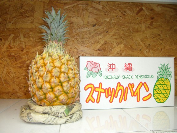 スナックパイン大玉ギフト用1玉化粧箱入・10箱送料込み特別価格 画像 | 日本全国各地のお取り寄せモール風土jp