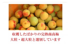 産地直送 紀州産南高梅 とってもすっぱい贅沢な大人買い 大粒梅 3LA【10kg約500粒入】 | 日本全国各地のお取り寄せモール風土jp