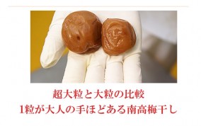 産地直送 紀州産南高梅 とってもすっぱい贅沢な大人買い 大粒梅 3LA【10kg約500粒入】 | 日本全国各地のお取り寄せモール風土jp