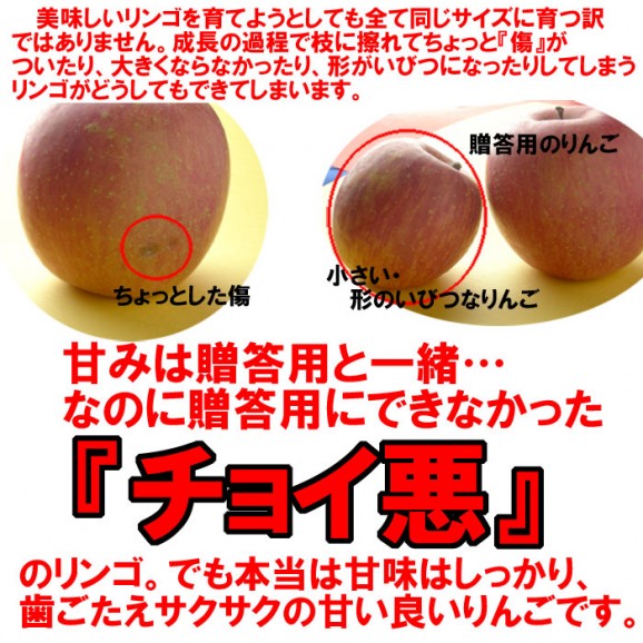 【訳あり】激安プレミアムアウトレット、サンふじりんご(4.5kg 9〜25玉入)【発送時期:11月下旬〜3月下旬頃まで予定】 | 日本全国各地のお取り寄せモール風土jp