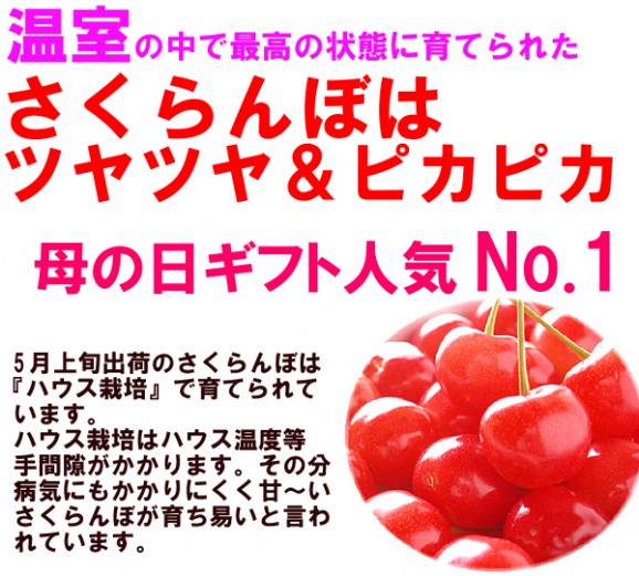 【送料無料】さくらんぼ王国、山形産『佐藤錦 L 24粒入』(造花ミニカーネーション付)。かわいい母の日チョコレートBOX入 | 日本全国各地のお取り寄せモール風土jp