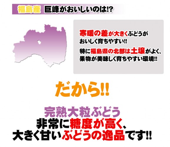 【福島県産】種なし巨峰 送料無料(お試し2房) | 日本全国各地のお取り寄せモール風土jp