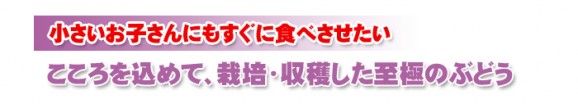 【福島県産】種なし巨峰 送料無料(お試し2房) | 日本全国各地のお取り寄せモール風土jp