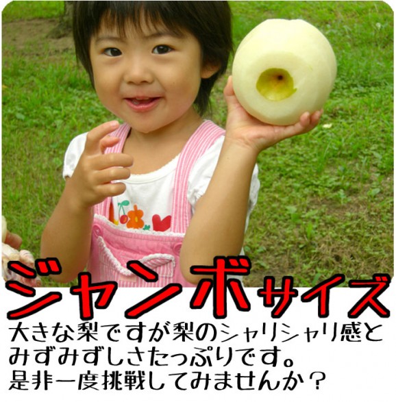 【ジャンボな新高梨】福島県かやばの梨(1.8kg箱3〜5玉入) 【発送時期:10月下旬頃〜11月上旬頃まで予定】 | 日本全国各地のお取り寄せモール風土jp