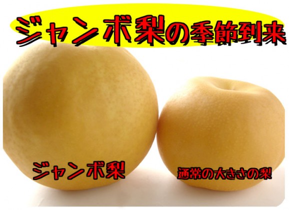 【ジャンボな新高梨】福島県かやばの梨(1.8kg箱3〜5玉入) 【発送時期:10月下旬頃〜11月上旬頃まで予定】 | 日本全国各地のお取り寄せモール風土jp