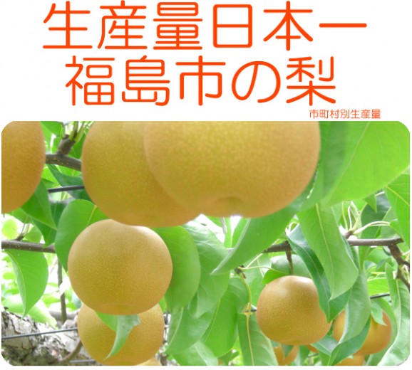 【ジャンボな新高梨】福島県かやばの梨(1.8kg箱3〜5玉入) 【発送時期:10月下旬頃〜11月上旬頃まで予定】 | 日本全国各地のお取り寄せモール風土jp