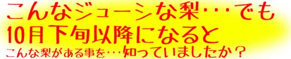 【ジャンボな新高梨】福島県かやばの梨(1.8kg箱3〜5玉入) 【発送時期:10月下旬頃〜11月上旬頃まで予定】 | 日本全国各地のお取り寄せモール風土jp