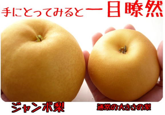 【ジャンボな新高梨】福島県かやばの梨(1.8kg箱3〜5玉入) 【発送時期:10月下旬頃〜11月上旬頃まで予定】 | 日本全国各地のお取り寄せモール風土jp