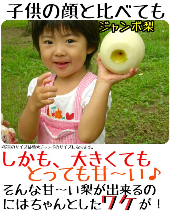 【ジャンボな新高梨】福島県かやばの梨(1.8kg箱3〜5玉入) 【発送時期:10月下旬頃〜11月上旬頃まで予定】 | 日本全国各地のお取り寄せモール風土jp