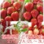 プリップリの『とちおとめ(2パック入)』 【発送時期:1月末以降〜5月中旬頃まで予定】