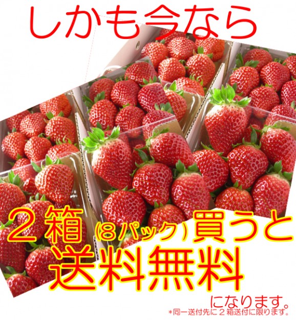 プリップリの『とちおとめ(4パック入)』同一送付先に2箱買うと送料無料♪栽培方法にこだわった甘いイチゴです 【発送時期:12月下旬〜5月中旬頃まで予定】 | 日本全国各地の名産品やお土産のお取り寄せモール 風土jp