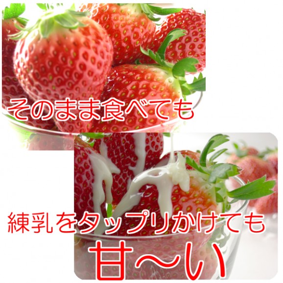 プリップリの『とちおとめ(4パック入)』同一送付先に2箱買うと送料無料♪栽培方法にこだわった甘いイチゴです 【発送時期:12月下旬〜5月中旬頃まで予定】 | 日本全国各地の名産品やお土産のお取り寄せモール 風土jp