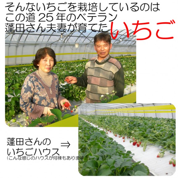 プリップリの『とちおとめ(4パック入)』同一送付先に2箱買うと送料無料♪栽培方法にこだわった甘いイチゴです 【発送時期:12月下旬〜5月中旬頃まで予定】 | 日本全国各地の名産品やお土産のお取り寄せモール 風土jp