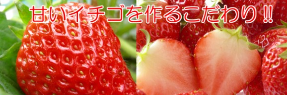 プリップリの『とちおとめ(4パック入)』同一送付先に2箱買うと送料無料♪栽培方法にこだわった甘いイチゴです 【発送時期:12月下旬〜5月中旬頃まで予定】 | 日本全国各地の名産品やお土産のお取り寄せモール 風土jp