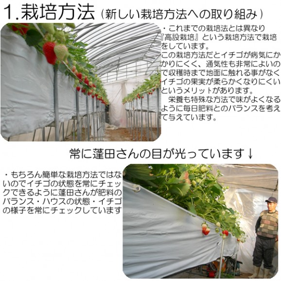 プリップリの『とちおとめ(4パック入)』同一送付先に2箱買うと送料無料♪栽培方法にこだわった甘いイチゴです 【発送時期:12月下旬〜5月中旬頃まで予定】 | 日本全国各地の名産品やお土産のお取り寄せモール 風土jp