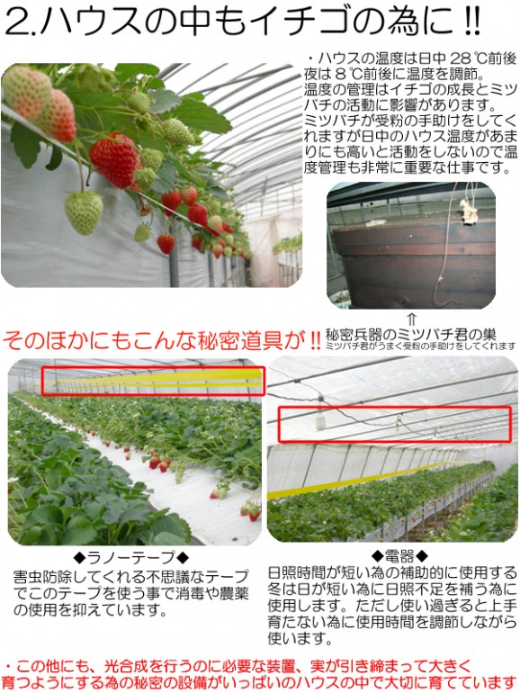 プリップリの『とちおとめ(4パック入)』同一送付先に2箱買うと送料無料♪栽培方法にこだわった甘いイチゴです 【発送時期:12月下旬〜5月中旬頃まで予定】 | 日本全国各地の名産品やお土産のお取り寄せモール 風土jp