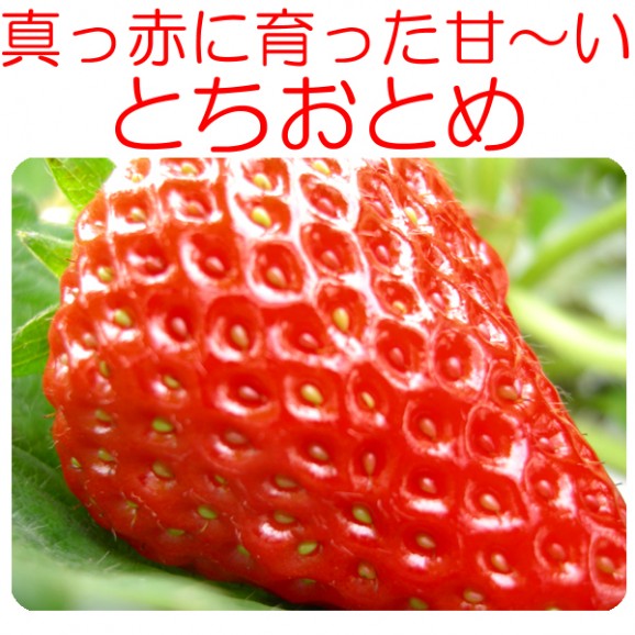 �ץ�åץ�ΡؤȤ����Ȥ�(���ѥå���)��Ʊ��������ˣ�Ȣ�㤦������̵����������ˡ�ˤ�����ä��Ť��������Ǥ� ��ȯ��������������ܡ�������ܺ��ޤ�ͽ��� ���� | ����������ϤΤ����󤻥⡼������jp