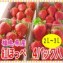 紅ほっぺ(4パック入)