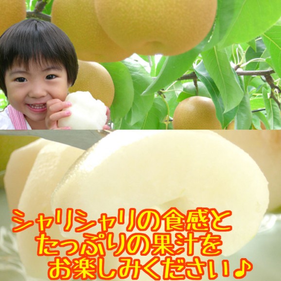 �ڿ��̸���ۡ�������ۿ�����2.7kgȢ(4��8����) | ����������ϤΤ����󤻥⡼������jp