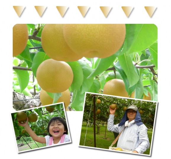 �ڿ��̸���ۡ�������ۿ�����2.7kgȢ(4��8����) | ����������ϤΤ����󤻥⡼������jp