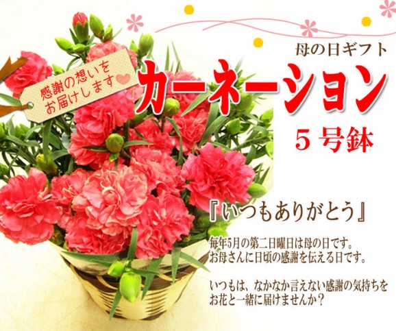 母の日カーネーション(5号) 【送料無料】 | 日本全国各地のお取り寄せモール風土jp
