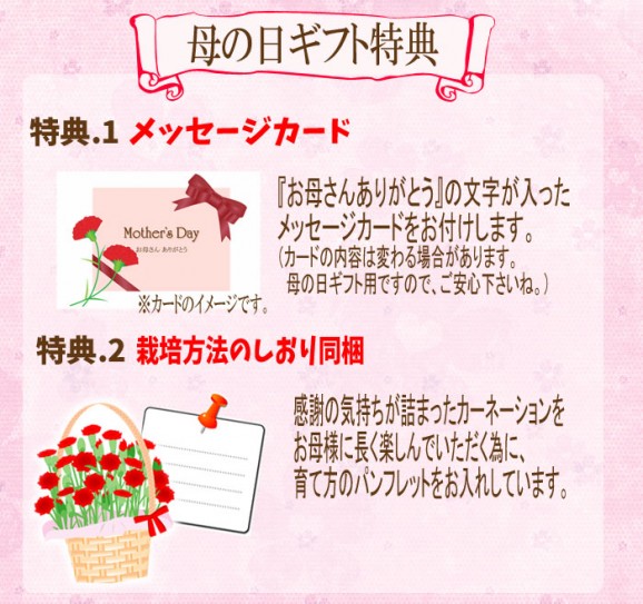 母の日カーネーション(5号) 【送料無料】 | 日本全国各地のお取り寄せモール風土jp