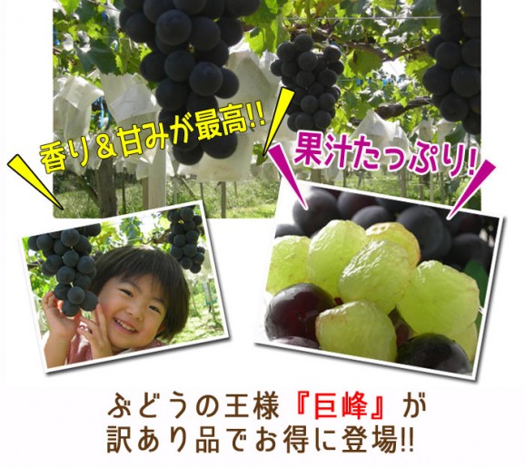 【送料無料】【訳あり】福島県産 巨峰(種なし)【発送時期:9月初旬〜10月中旬頃まで予定】 | 日本全国各地のお取り寄せモール風土jp