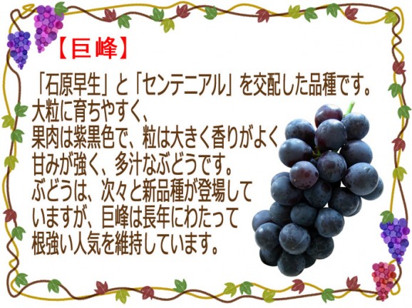 【送料無料】【訳あり】福島県産 巨峰(種なし)【発送時期:9月初旬〜10月中旬頃まで予定】 | 日本全国各地のお取り寄せモール風土jp