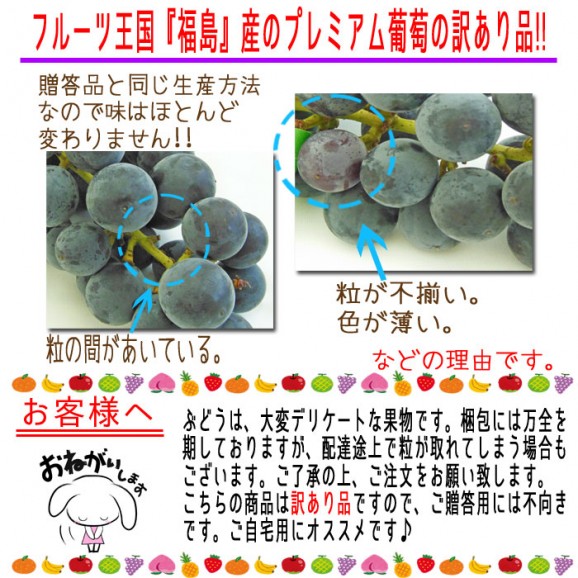 【送料無料】【訳あり】福島県産 巨峰(種なし)【発送時期:9月初旬〜10月中旬頃まで予定】 | 日本全国各地のお取り寄せモール風土jp