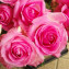 選べるバラの花束1本350円(1:イブピアッチェ/2:オートクチュール/3:レッドスター/4:オークランド/5:クールウォーター/6:キャンディアバランチェ/7:タイタニック/8:ブルーミルフィーユ/9:リモ)