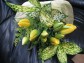 【送料無料】黄色いチューリップの花束