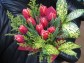 【送料無料】赤いチューリップの花束
