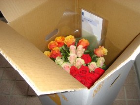 ��ȭ�����������ߥǥ�ե��� | ����������ϤΤ����󤻥⡼������jp